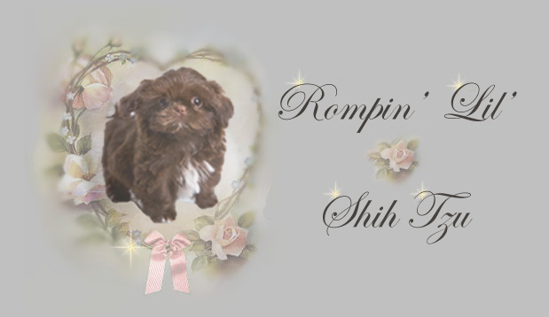 AKC pedigree Chinese Imperial Shih Tzu